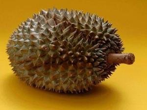 榴蓮專賣店