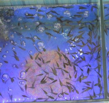 親親魚