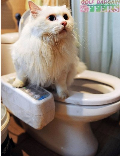 cat-toilet